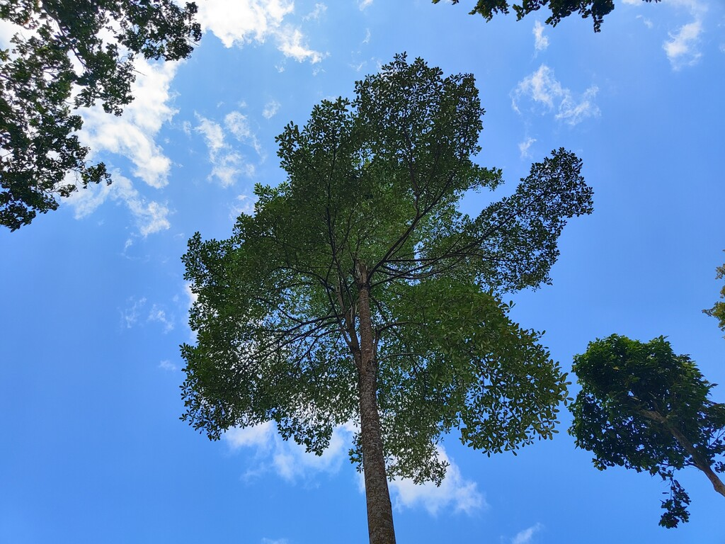 Shorea leprosula